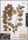 Foto von Salix caprea L. x Salix nigricans Sm.
